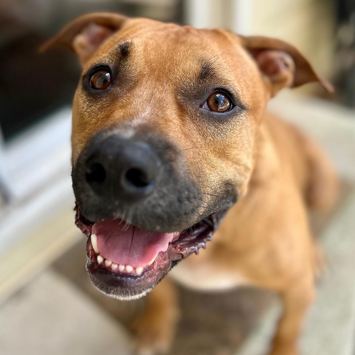 Enlarge Joey, a Adoptable mixed breed in Catlett, VA image 1/6