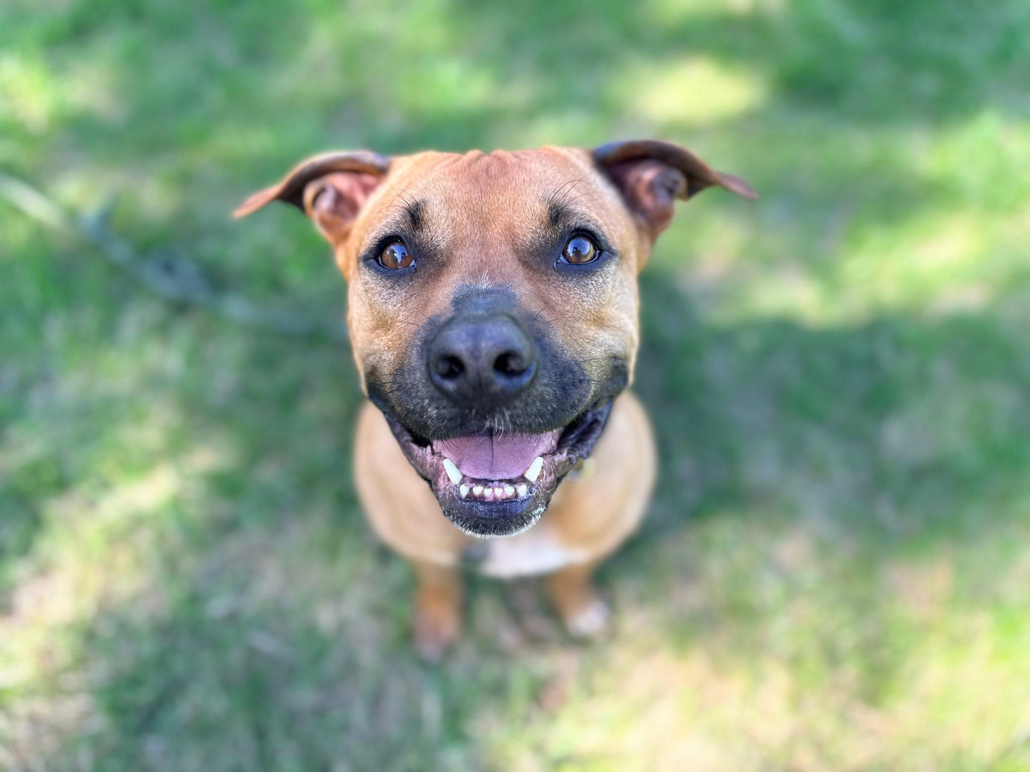 Enlarge Joey, a Adoptable mixed breed in Catlett, VA image 1/6