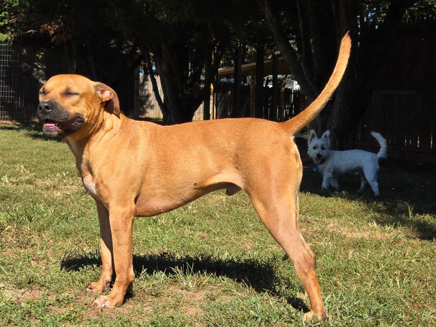 Enlarge Joey, a Adoptable mixed breed in Catlett, VA image 2/6