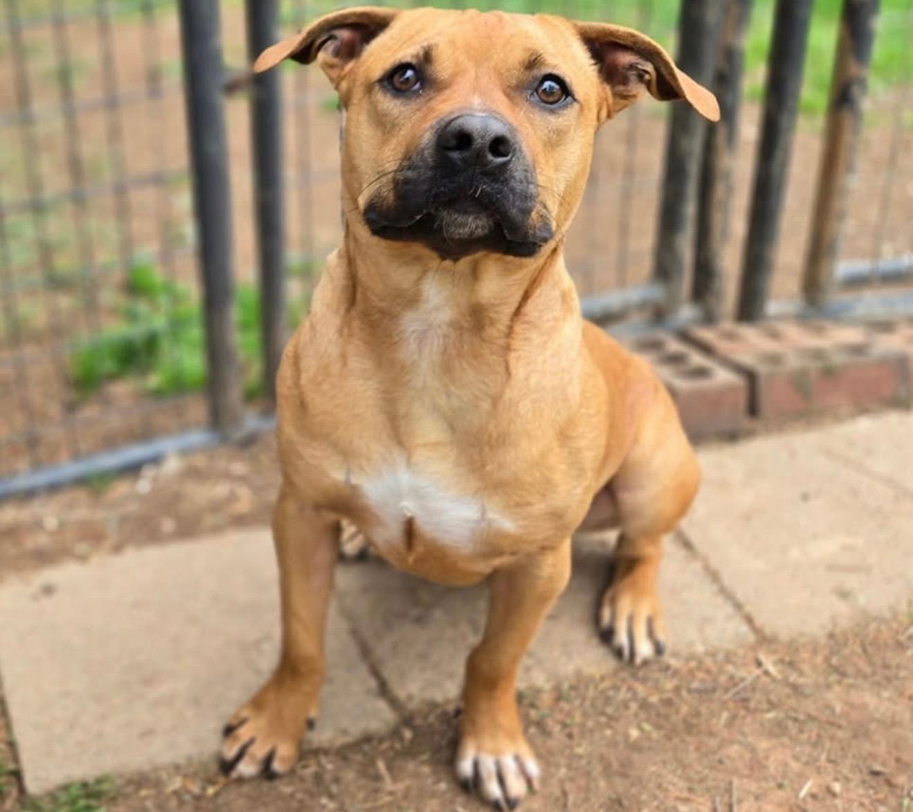 Enlarge Joey, a Adoptable mixed breed in Catlett, VA image 3/6