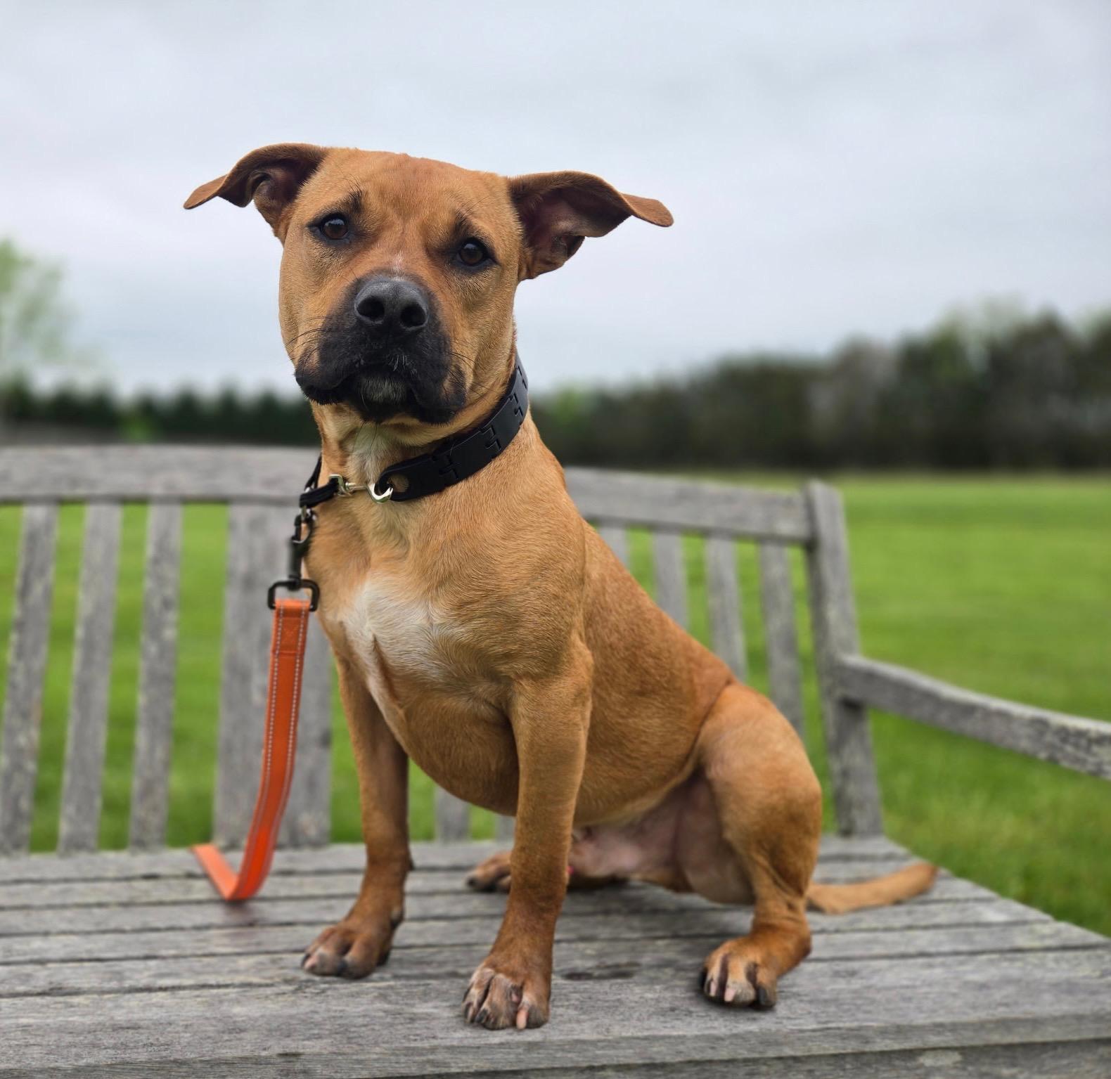 Enlarge Joey, a Adoptable mixed breed in Catlett, VA image 4/6