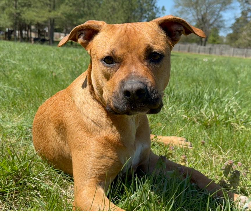 Enlarge Joey, a Adoptable mixed breed in Catlett, VA image 5/6