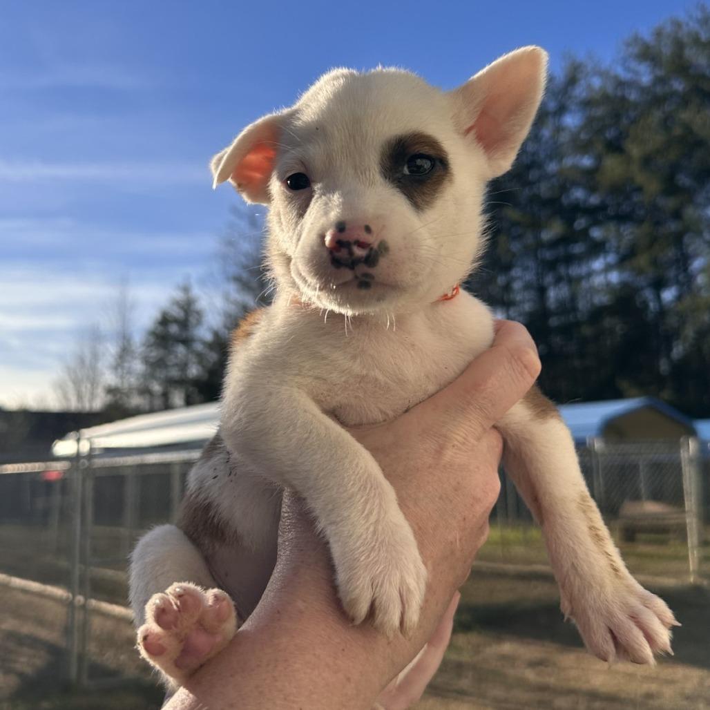 Enlarge Michael, a Adoptable Mixed Breed in Blue Ridge, GA image 1/2
