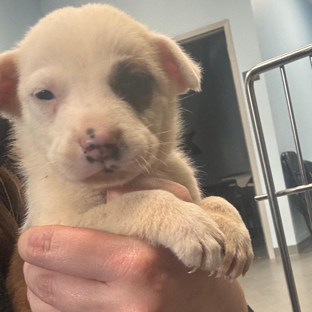 Enlarge Michael, a Adoptable Mixed Breed in Blue Ridge, GA image 2/2