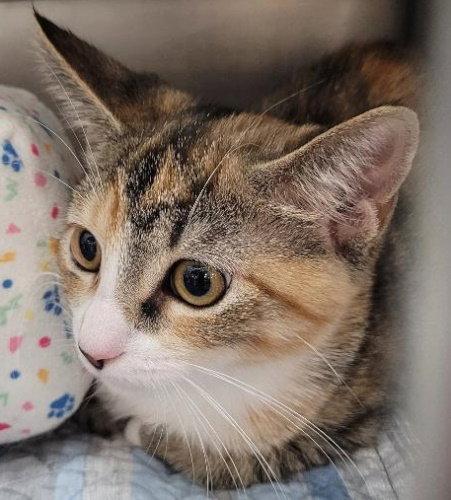 Ginger - PSP, Adopted, Kitten Female Domestic Short Hair.