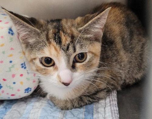 Ginger - PSP, a Adopted Domestic Short Hair in Oakland Park, FL image 2/2
