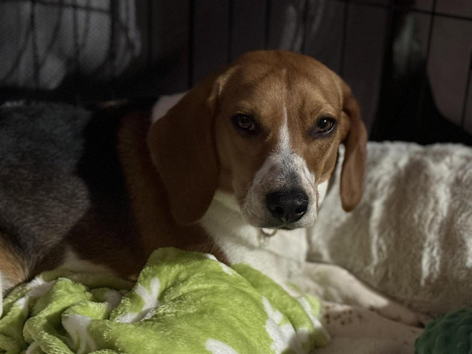 Mimi, Adopted, Young Female Beagle.