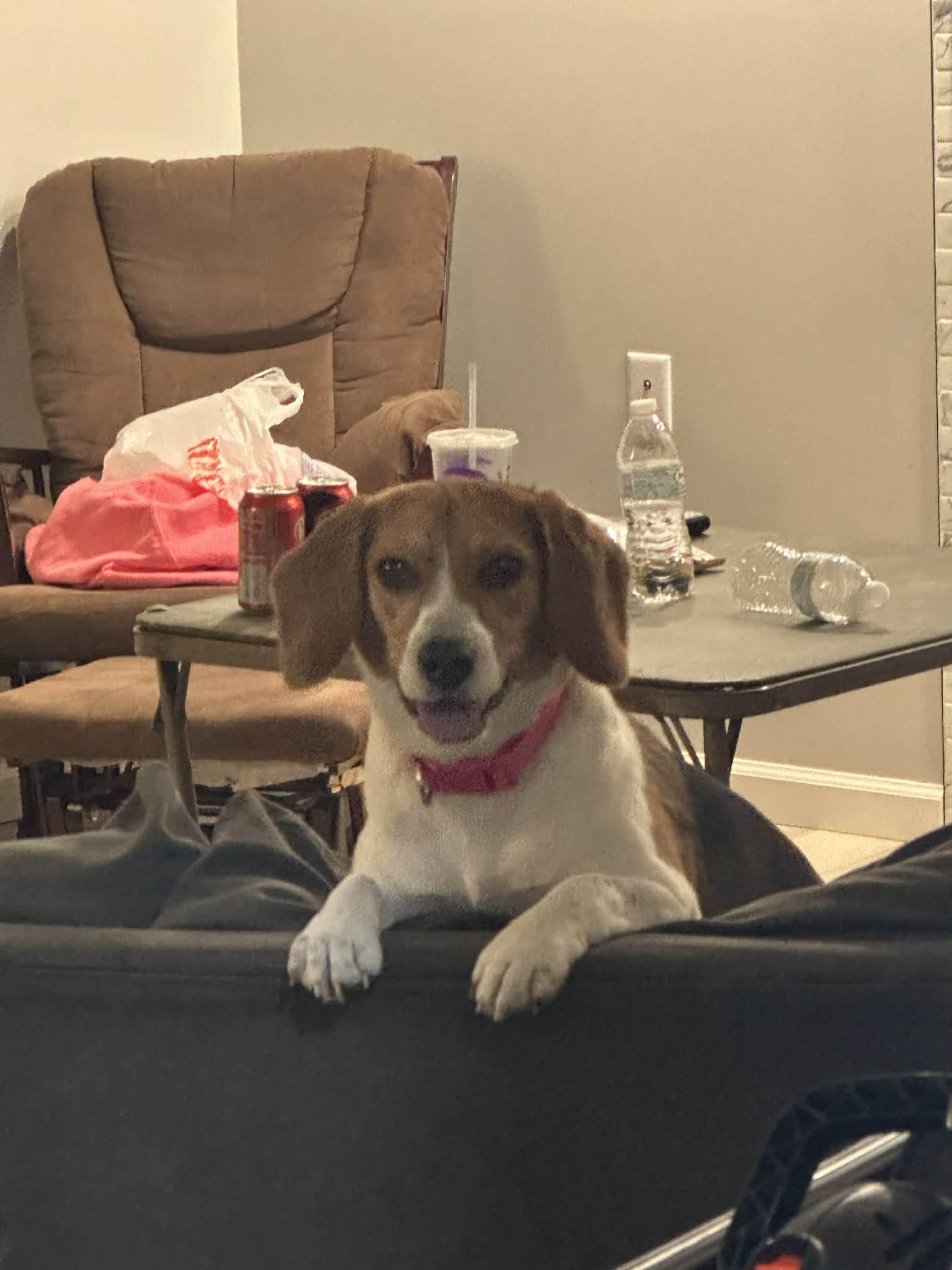 Enlarge Mimi, a Adopted Beagle in Clinton, MI image 2/3