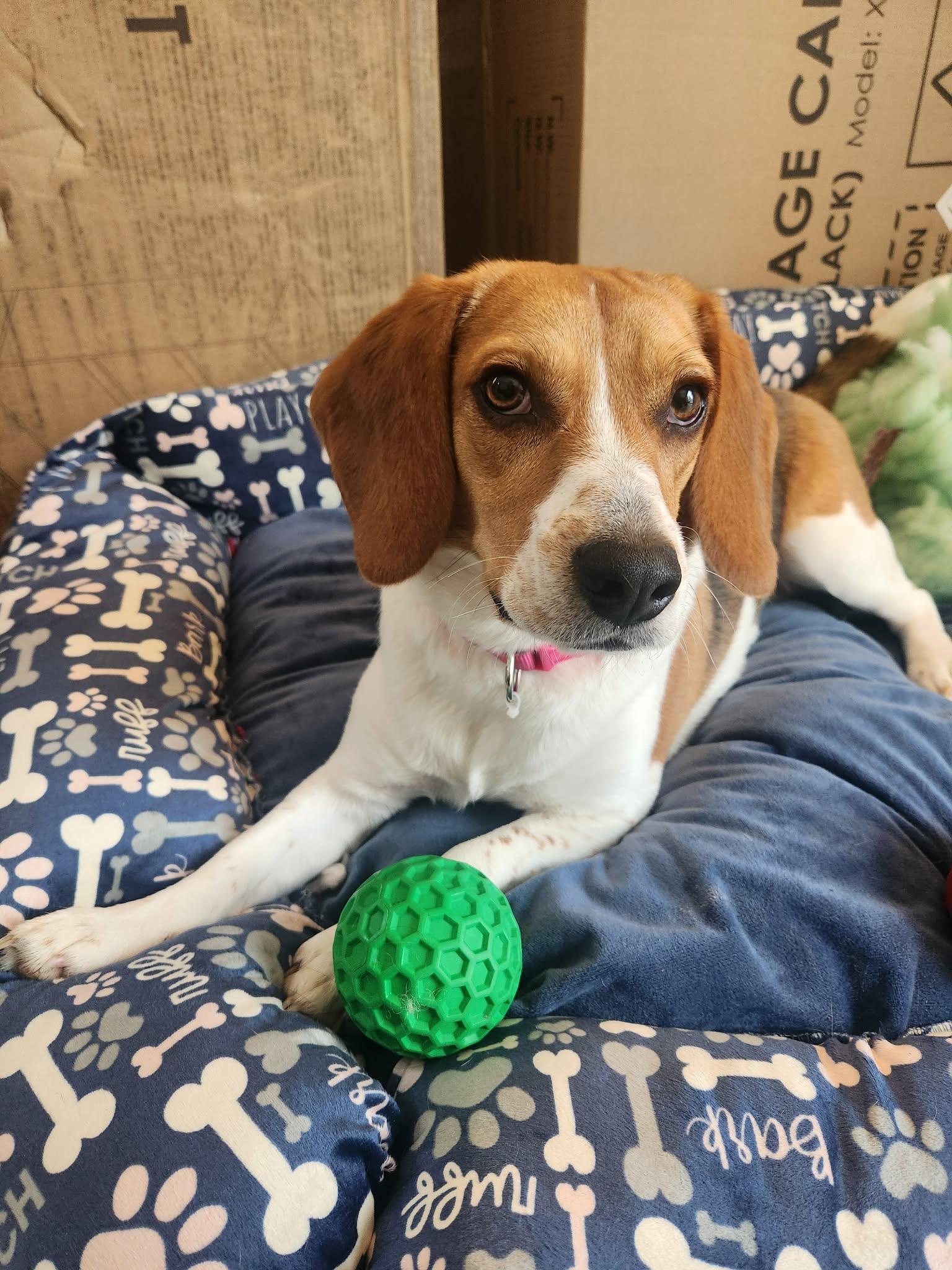 Enlarge Mimi, a Adopted Beagle in Clinton, MI image 3/3