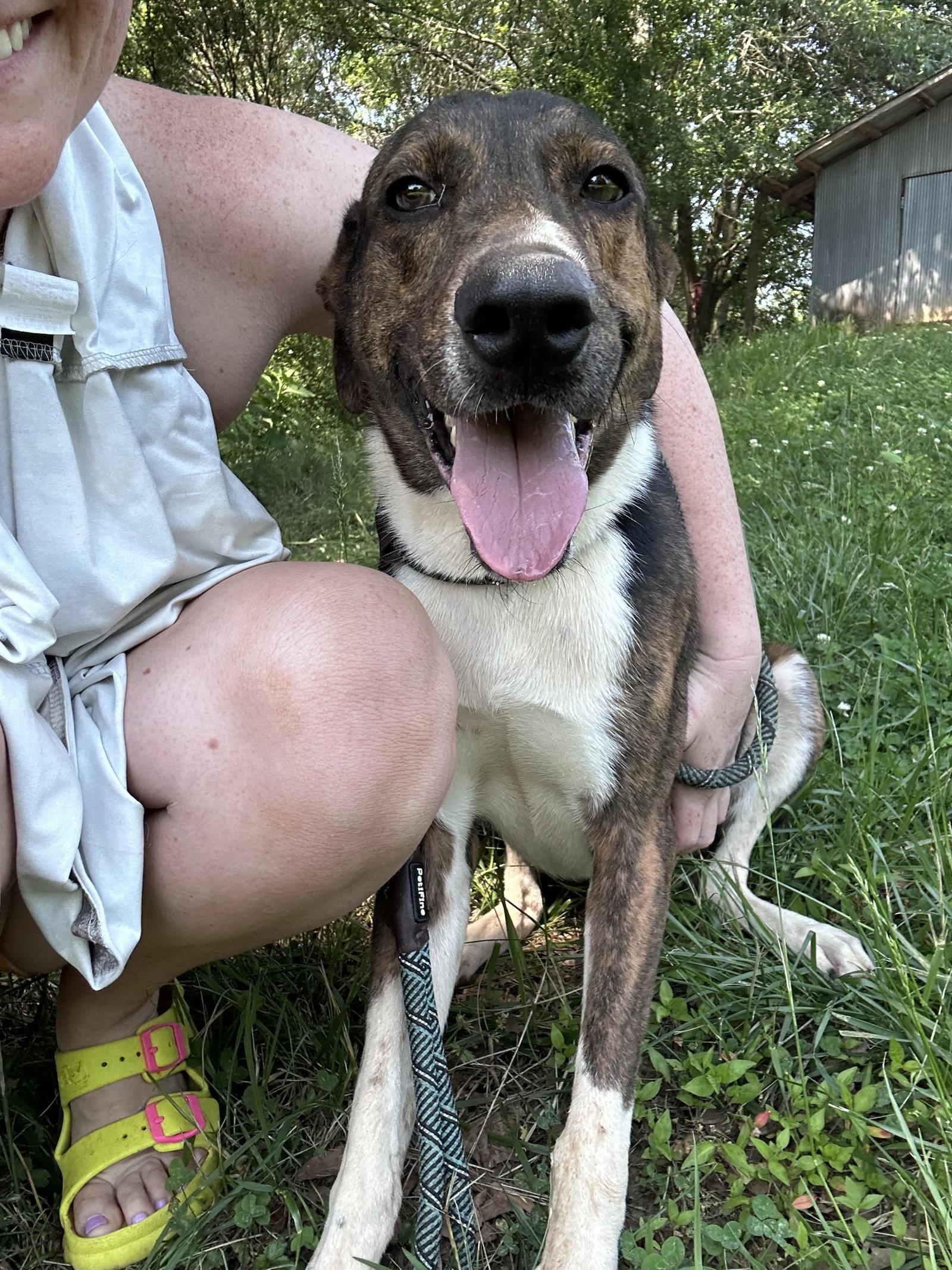 Brother-courtesy post, Adoptable, Adult Male Labrador Retriever.