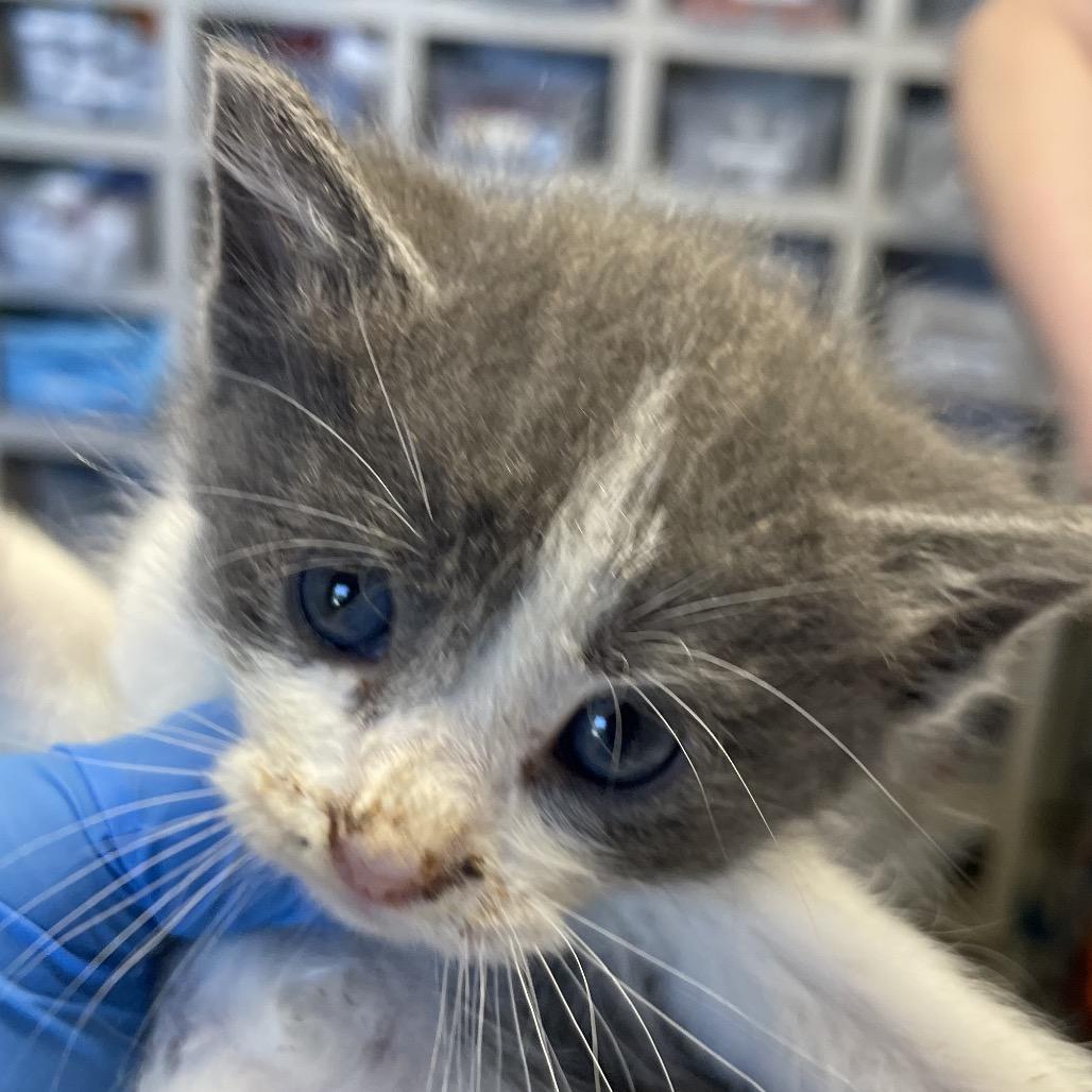 Hot Toddy, Adoptable, Kitten Female Domestic Short Hair.