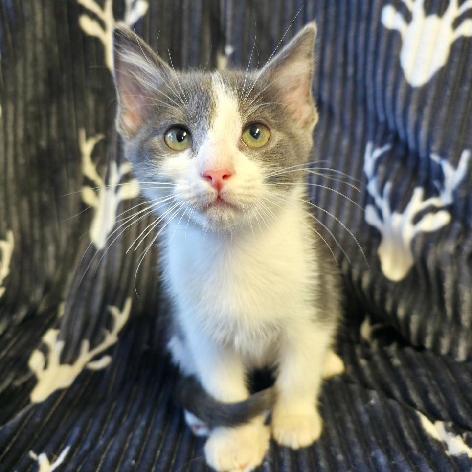 Hot Toddy, a Adoptable Domestic Short Hair in Mount Juliet, TN image 2/2