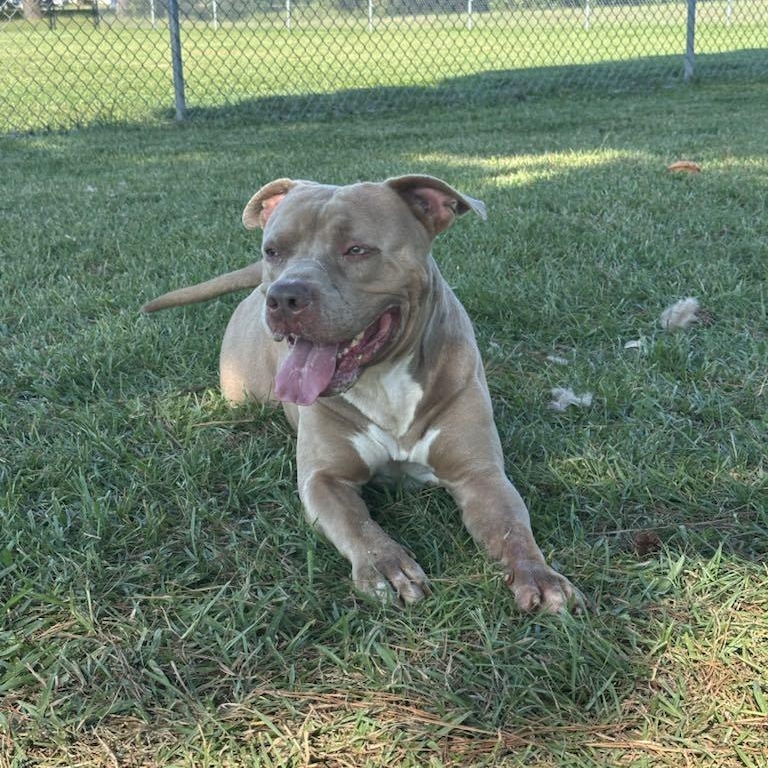 Enlarge Ruffalo, a Adoptable Mixed Breed in Myrtle Beach, SC image 2/2