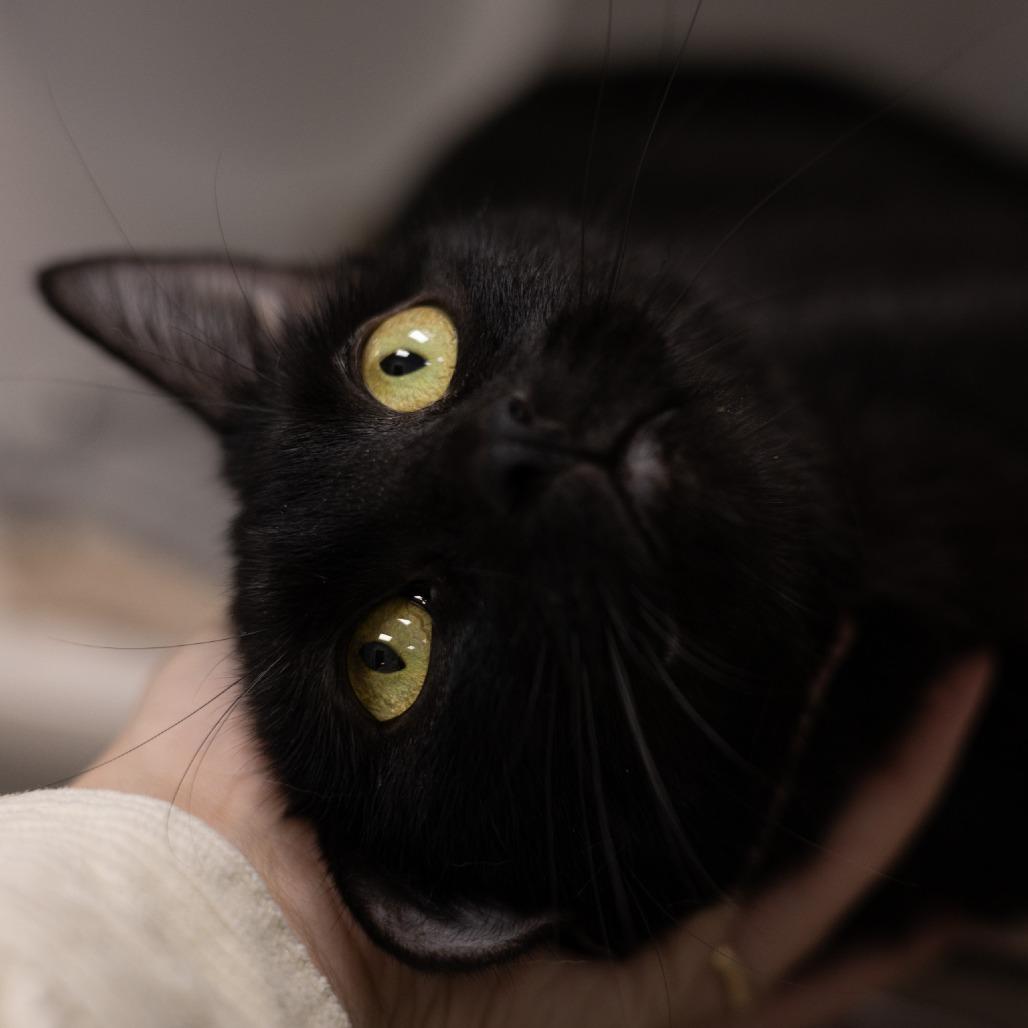 Bear, Adoptable, Young Female Domestic Short Hair.