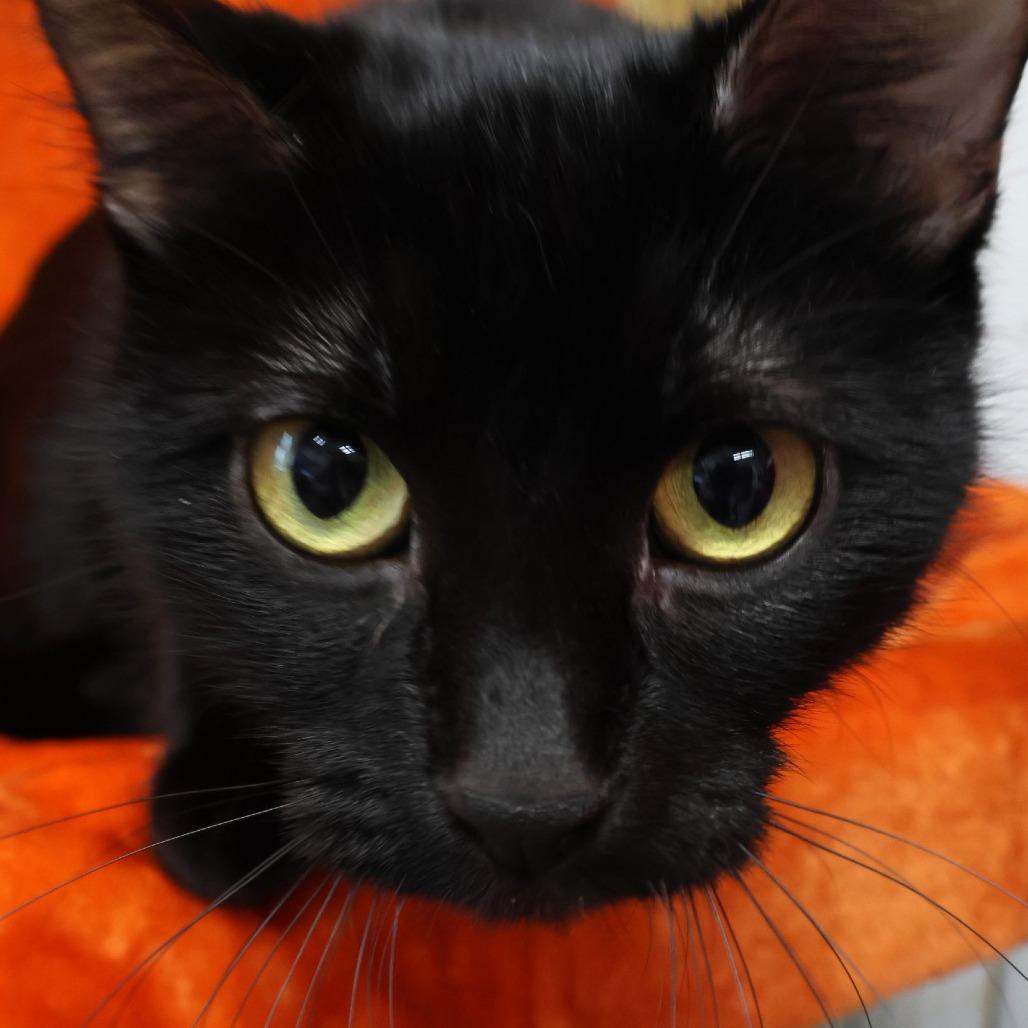 Enlarge Bear, a Adoptable Domestic Short Hair in Chaska, MN image 2/6