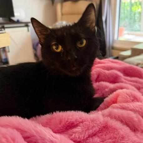 Enlarge Bear, a Adoptable Domestic Short Hair in Chaska, MN image 3/6