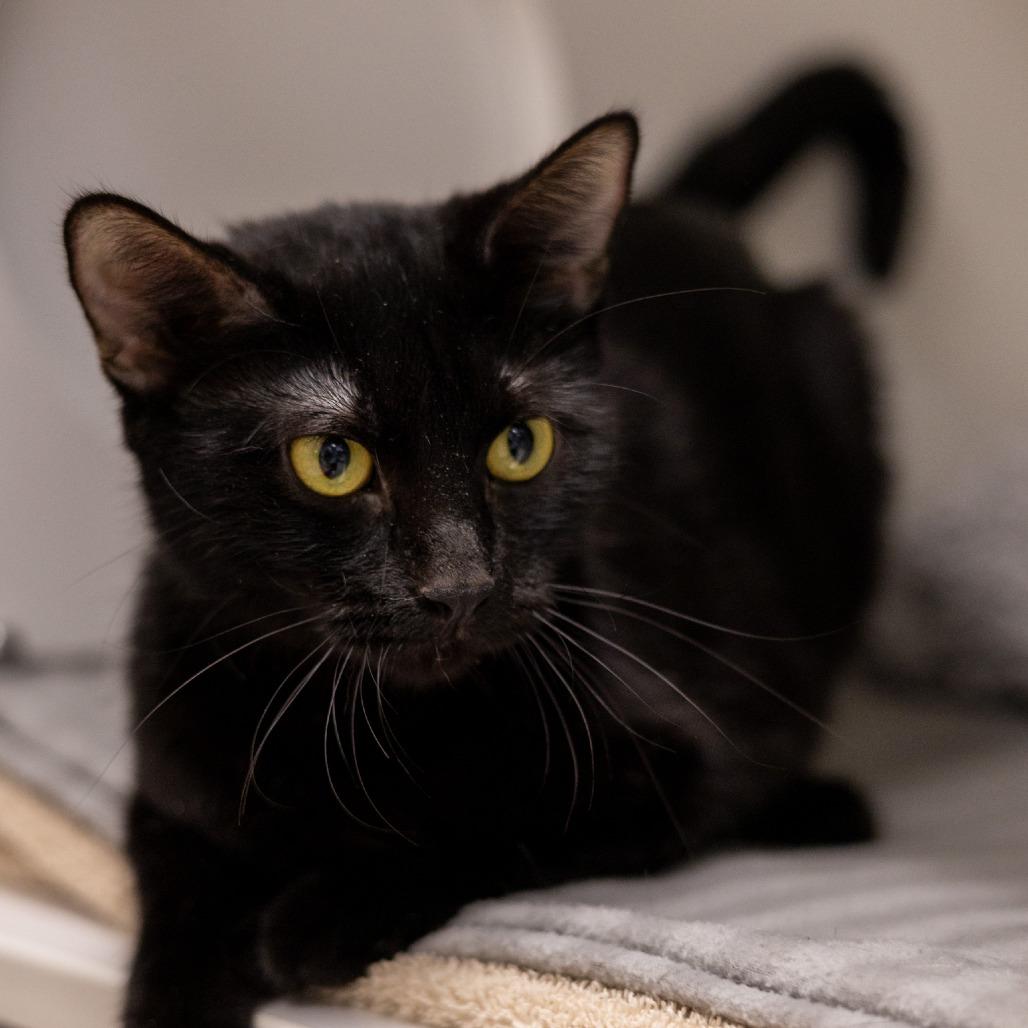 Enlarge Bear, a Adoptable Domestic Short Hair in Chaska, MN image 4/6