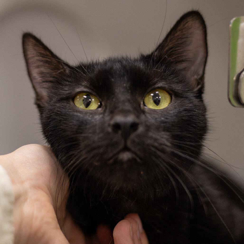 Enlarge Bear, a Adoptable Domestic Short Hair in Chaska, MN image 5/6