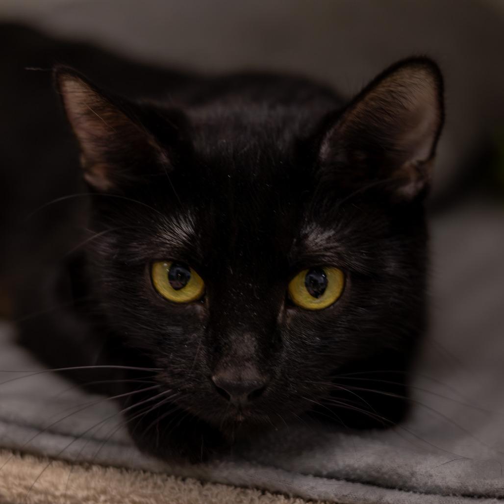 Enlarge Bear, a Adoptable Domestic Short Hair in Chaska, MN image 6/6