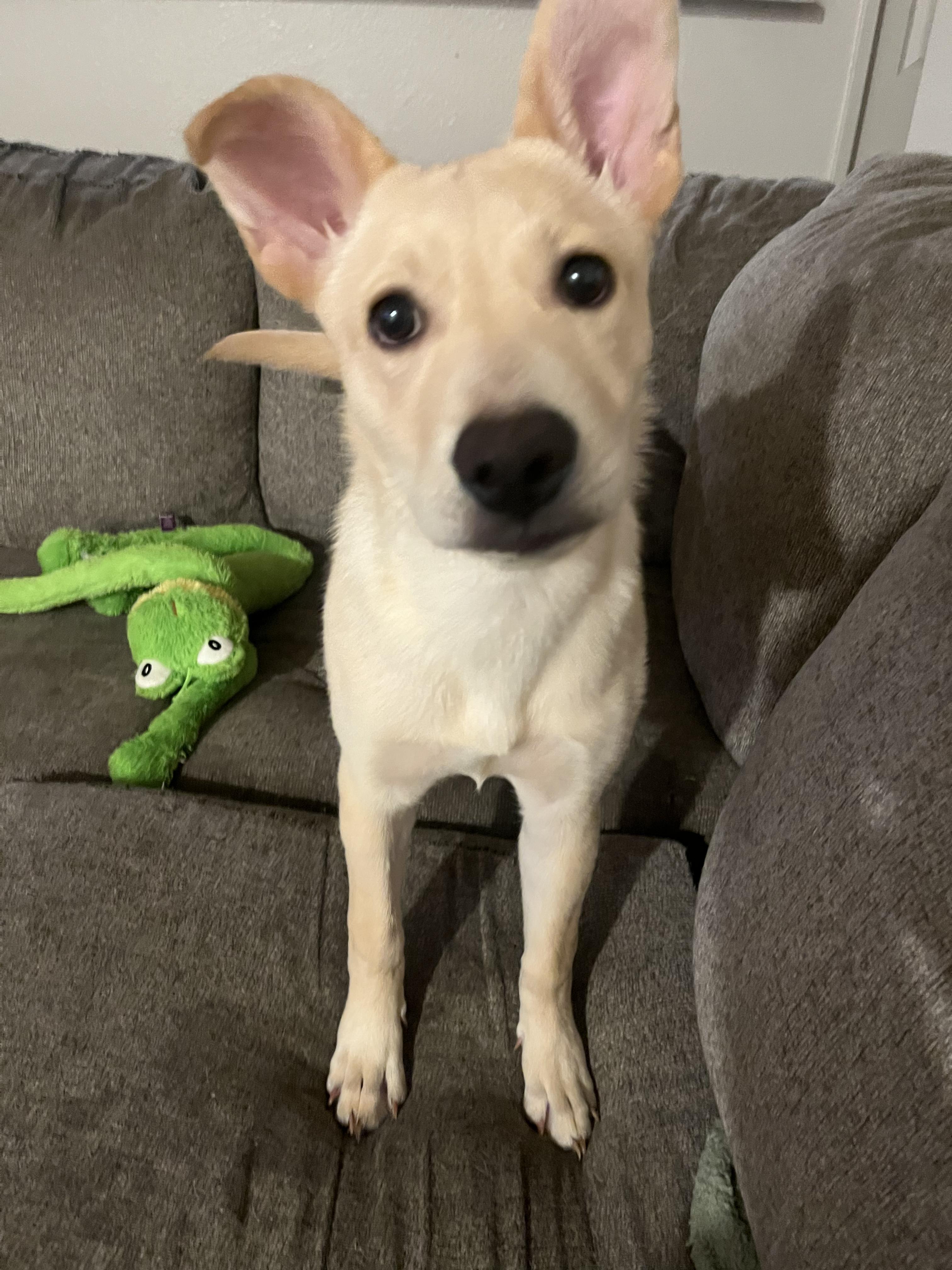 Lana, Baby Female Yellow Labrador Retriever