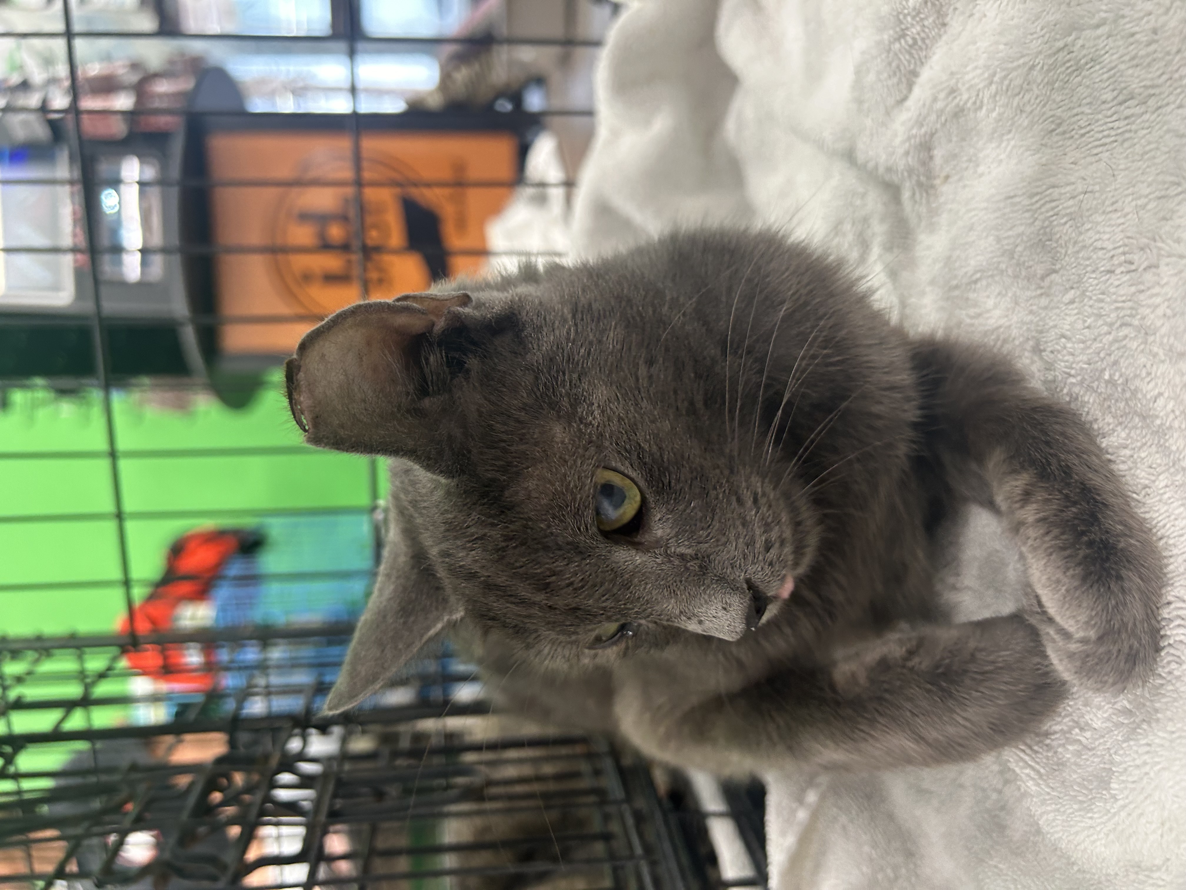 Cappuccino, a Adoptable mixed breed in Youngstown, FL image 1/2