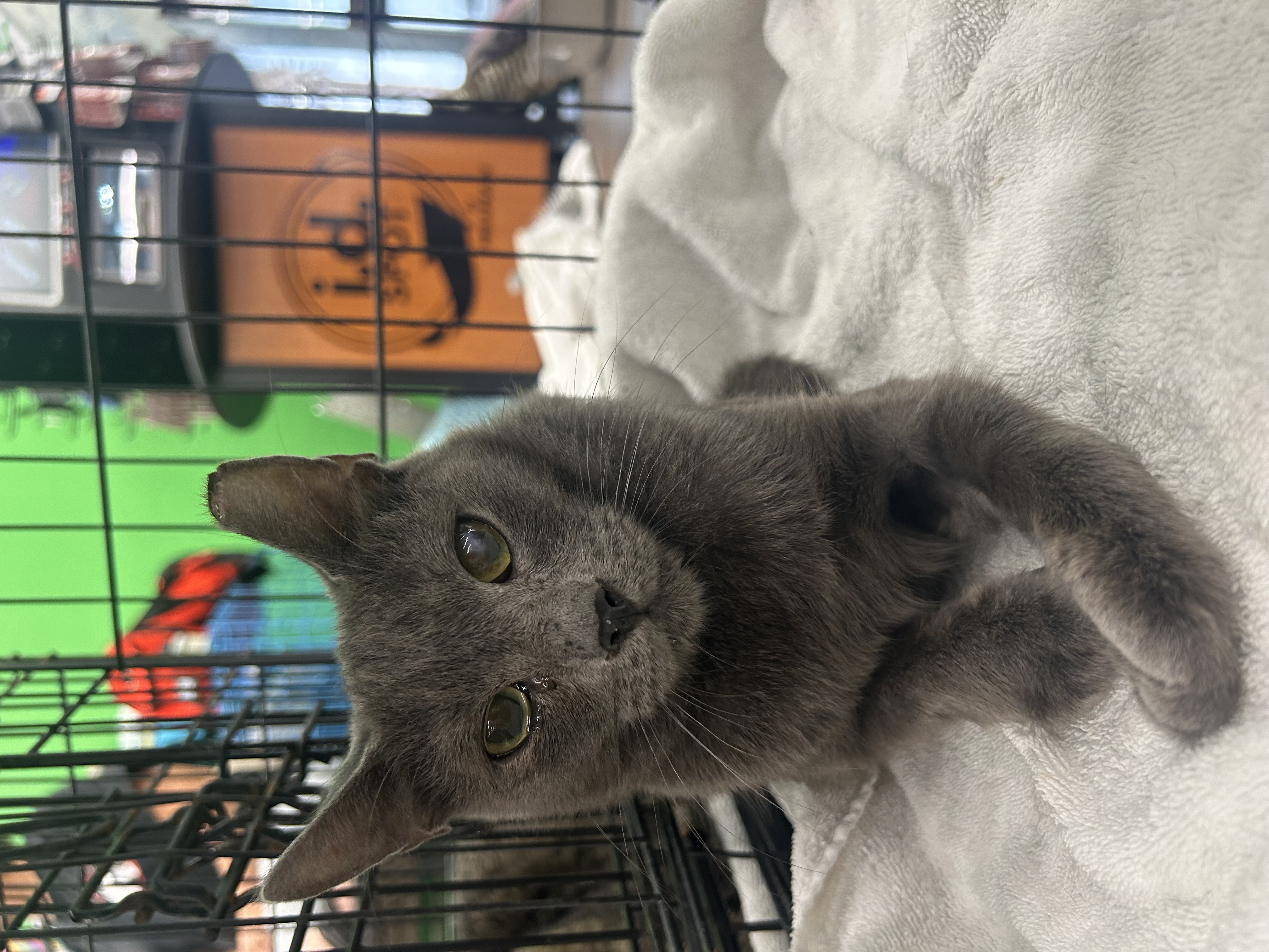 Cappuccino, a Adoptable mixed breed in Youngstown, FL image 2/2