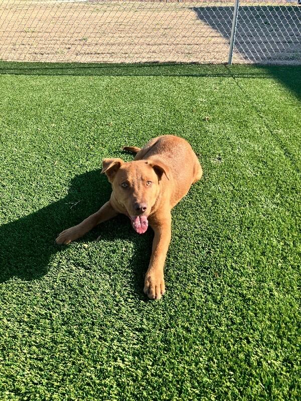 Tanner, Adoptable, Adult Male Mixed Breed.