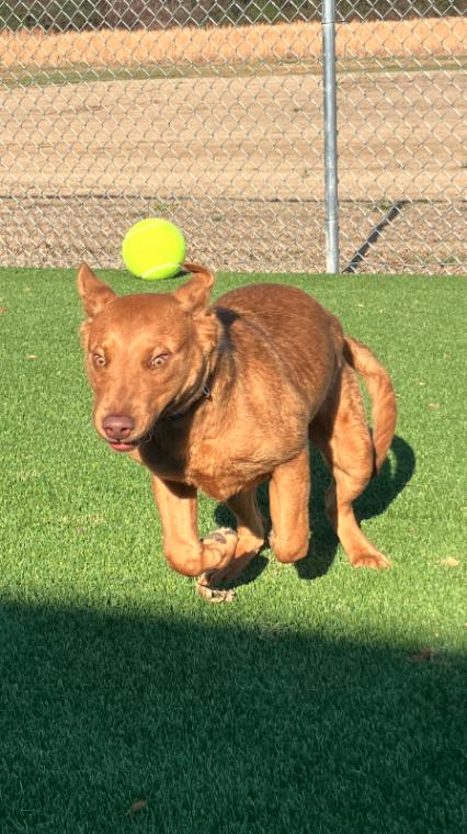 Enlarge Tanner, a Adoptable Mixed Breed in Jackson, TN image 2/6