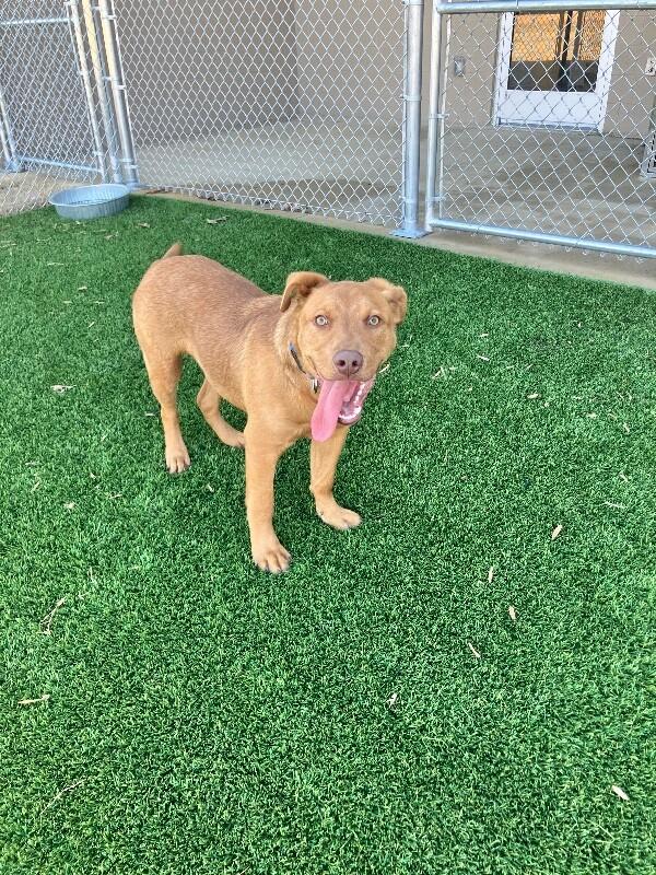 Enlarge Tanner, a Adoptable Mixed Breed in Jackson, TN image 3/6