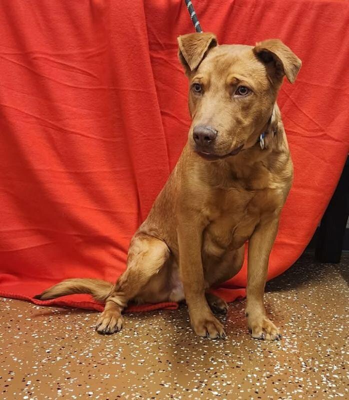 Enlarge Tanner, a Adoptable Mixed Breed in Jackson, TN image 4/6