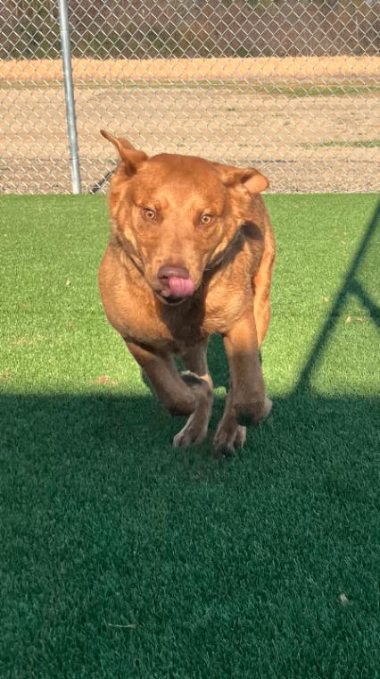 Enlarge Tanner, a Adoptable Mixed Breed in Jackson, TN image 5/6
