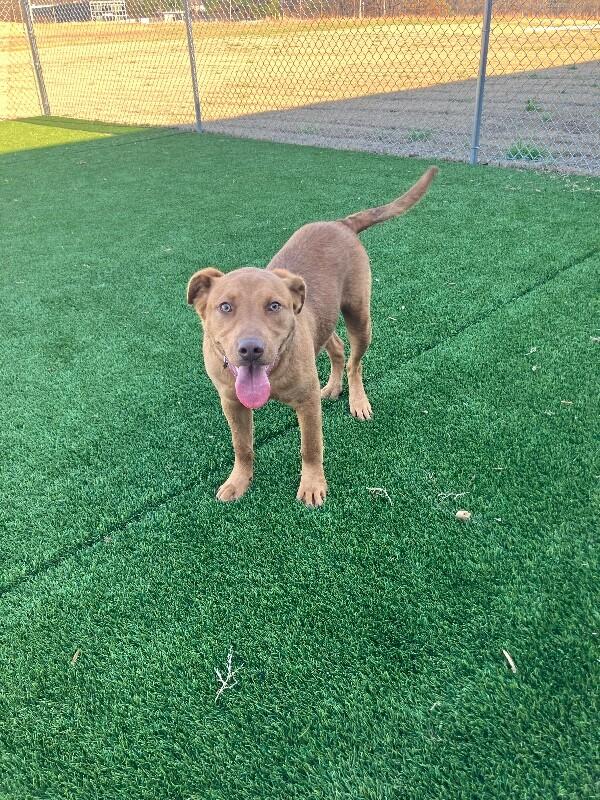 Enlarge Tanner, a Adoptable Mixed Breed in Jackson, TN image 6/6