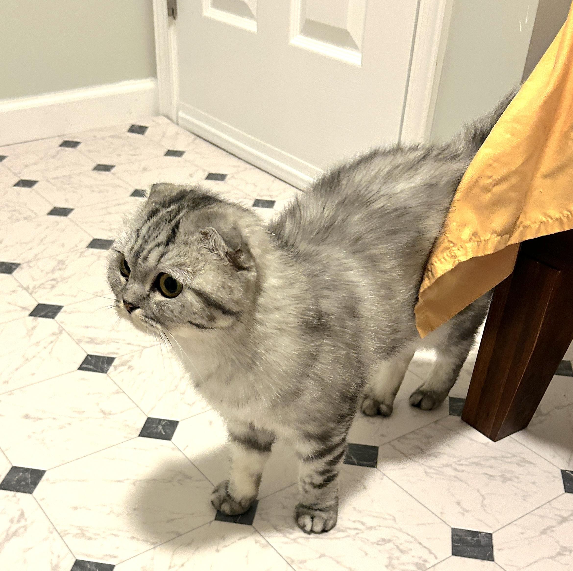 Enlarge Tara, a ADOPTABLE Scottish Fold in Lancaster, PA image 2/2