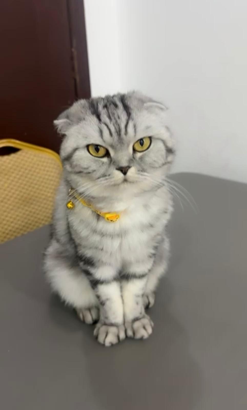 Tara, ADOPTABLE, Adult Female Scottish Fold.