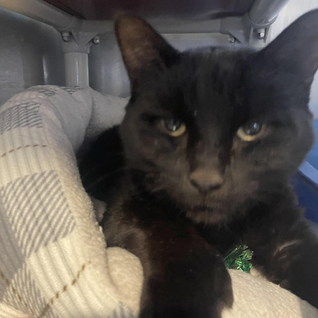 Purrcey, a Adoptable Domestic Short Hair in South Haven, MI image 2/3