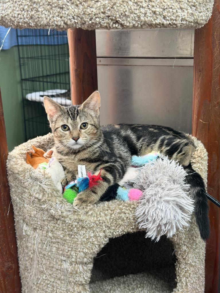 Enlarge Franklin, a Adoptable mixed breed in Port Jervis, NY image 4/4