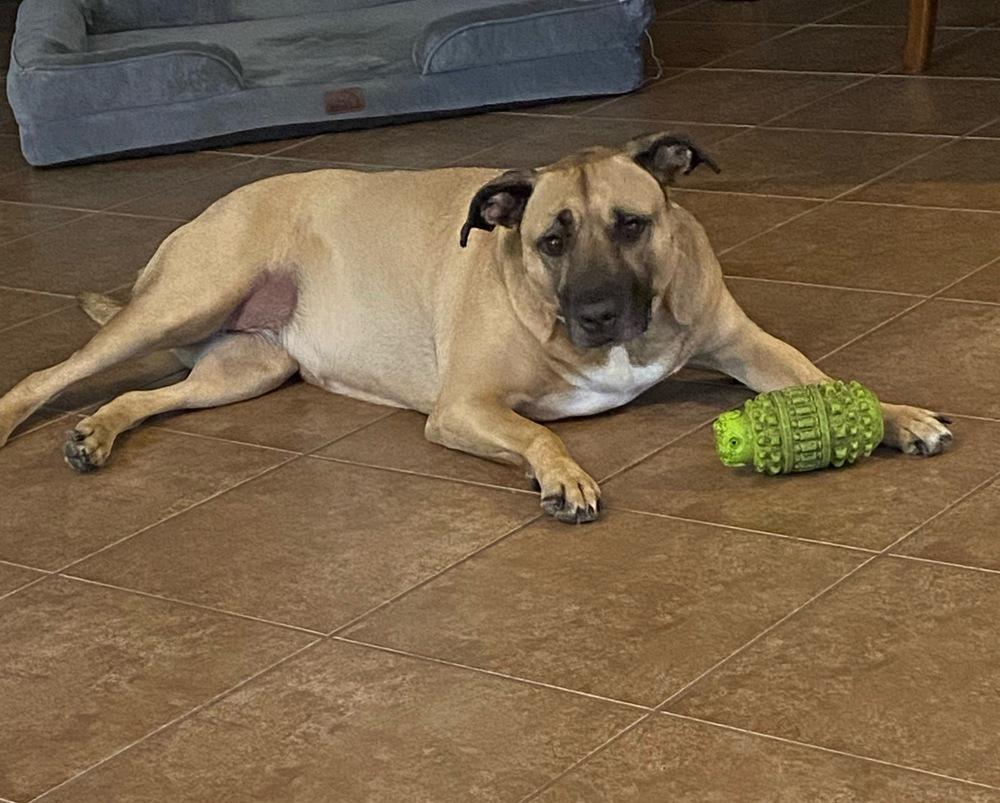 Luna, Adoptable, Adult Female Black Mouth Cur.