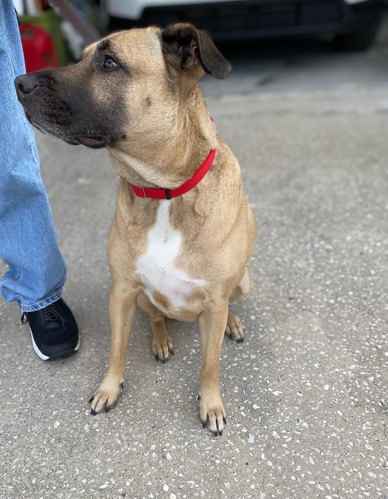 Enlarge Luna, a Adoptable Black Mouth Cur in Orlando, FL image 2/4