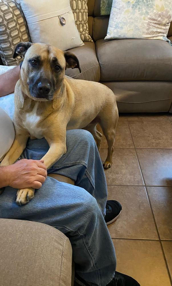 Enlarge Luna, a Adoptable Black Mouth Cur in Orlando, FL image 3/4