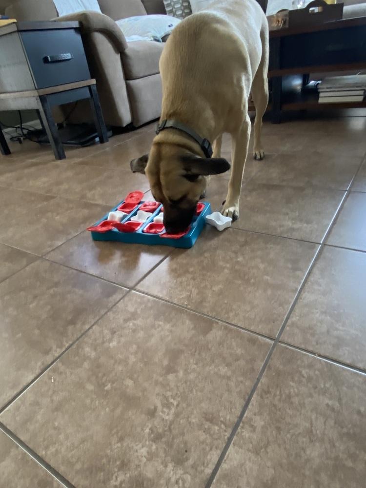 Enlarge Luna, a Adoptable Black Mouth Cur in Orlando, FL image 4/4