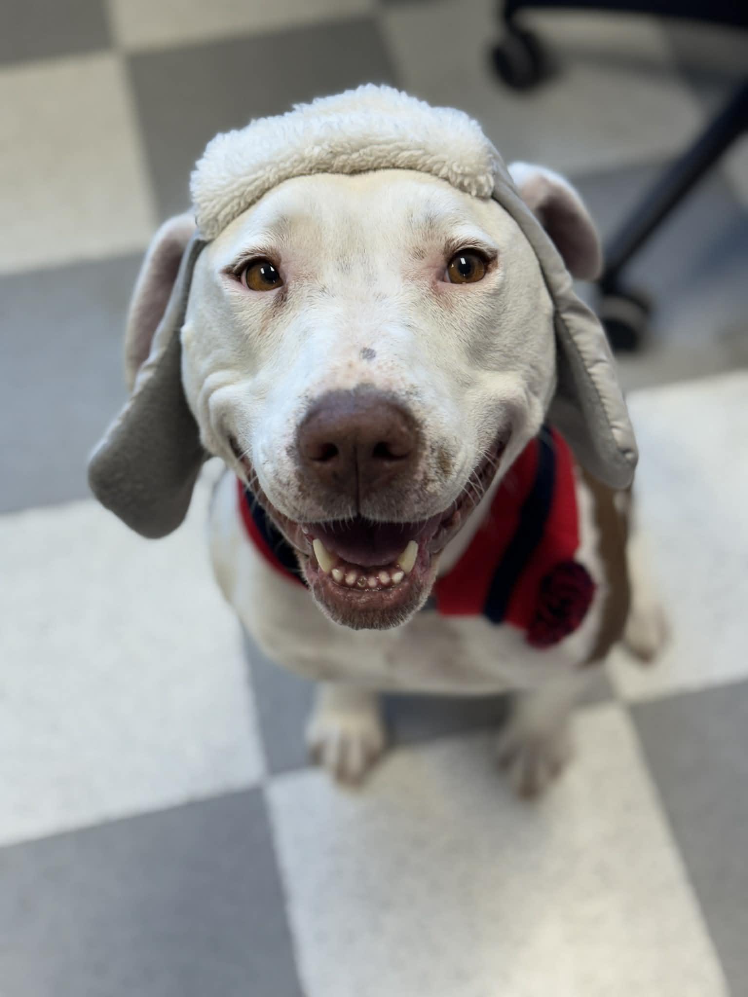 Enlarge Lola Marie, an adopted Mixed Breed in Benton Harbor, MI image 3/6