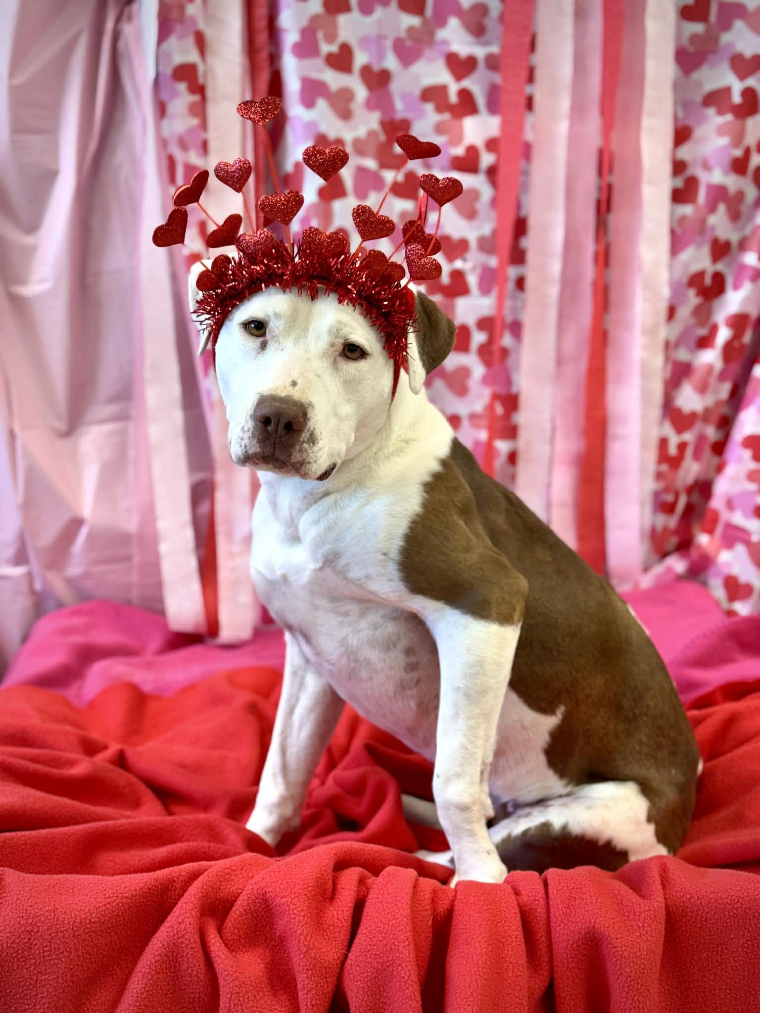 Enlarge Lola Marie, an adopted Mixed Breed in Benton Harbor, MI image 2/6