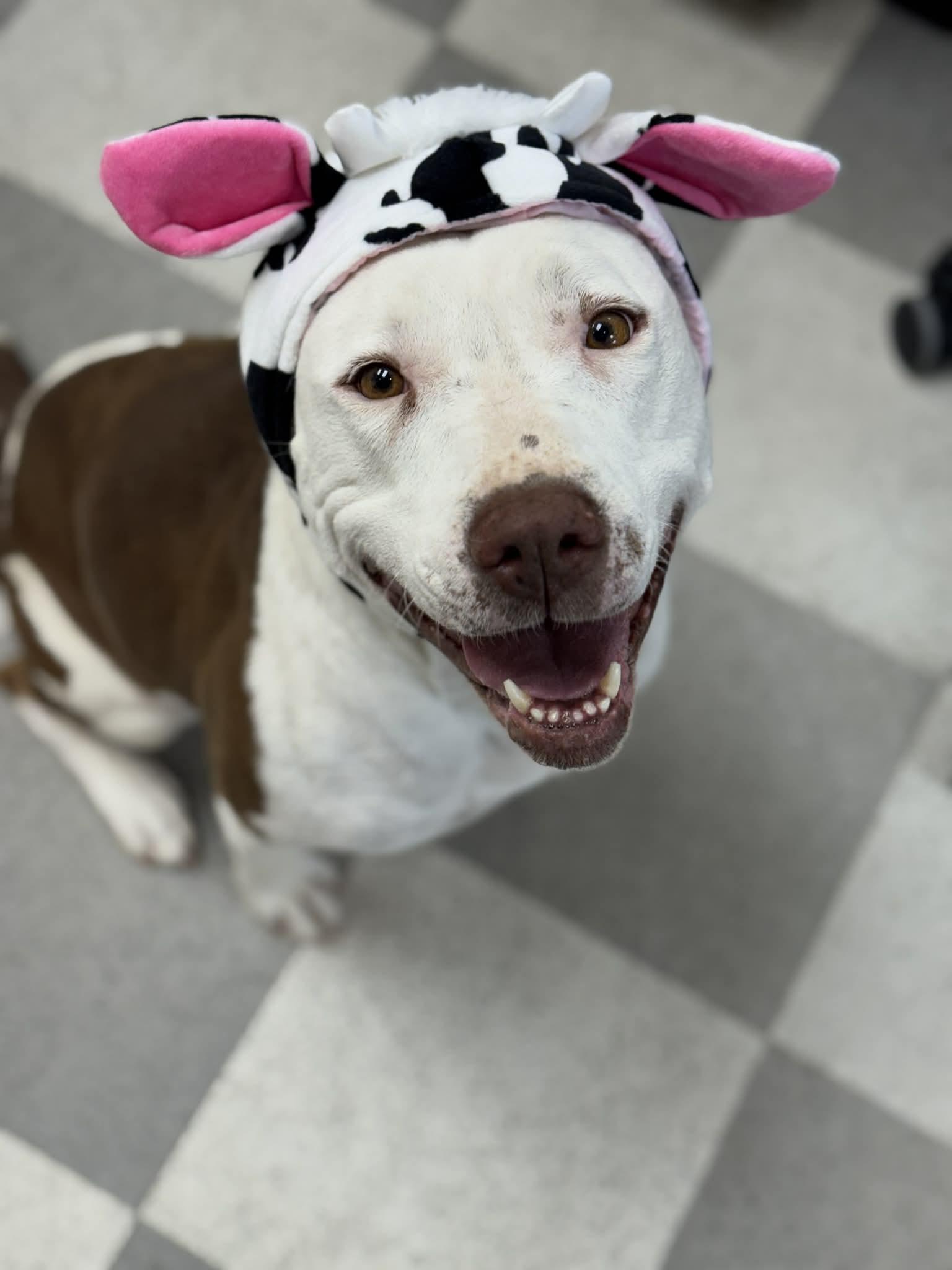 Enlarge Lola Marie, an adopted Mixed Breed in Benton Harbor, MI image 5/6