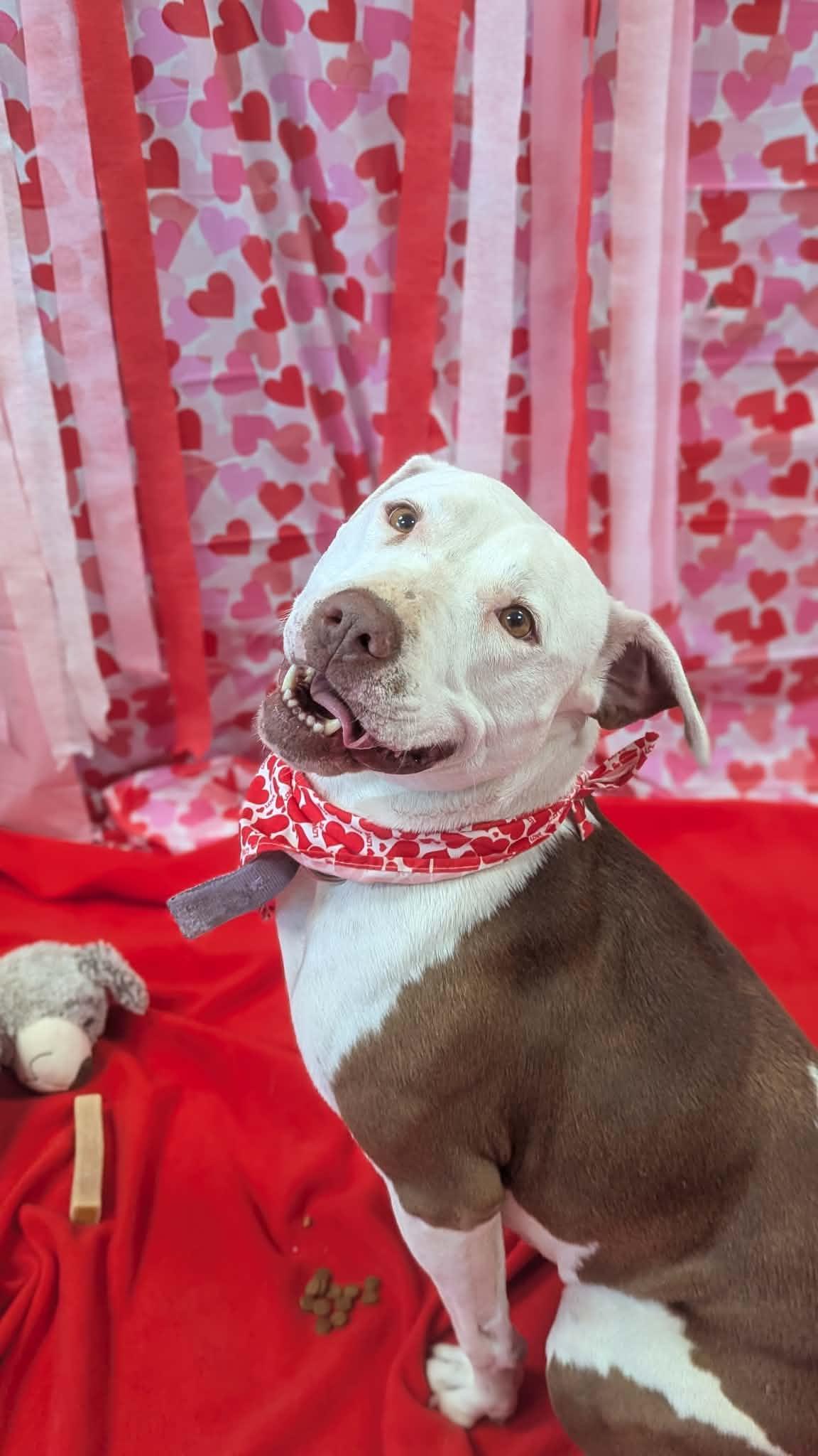 Enlarge Lola Marie, an adopted Mixed Breed in Benton Harbor, MI image 4/6