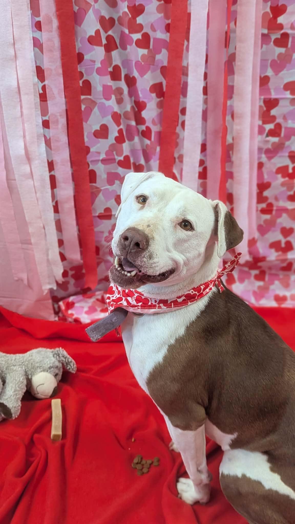 Enlarge Lola Marie, an adopted Mixed Breed in Benton Harbor, MI image 6/6