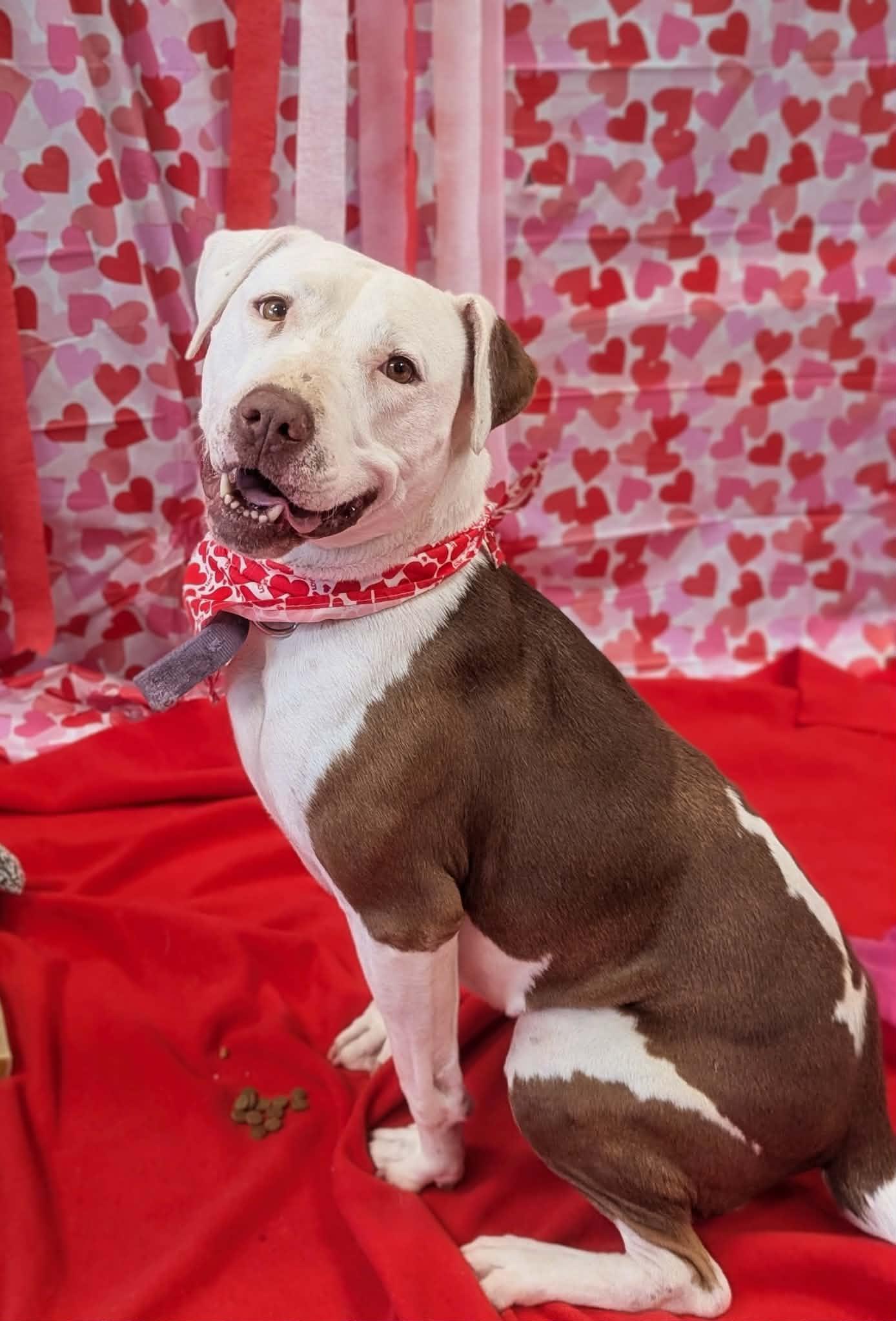 Enlarge Lola Marie, an adopted Mixed Breed in Benton Harbor, MI image 1/6