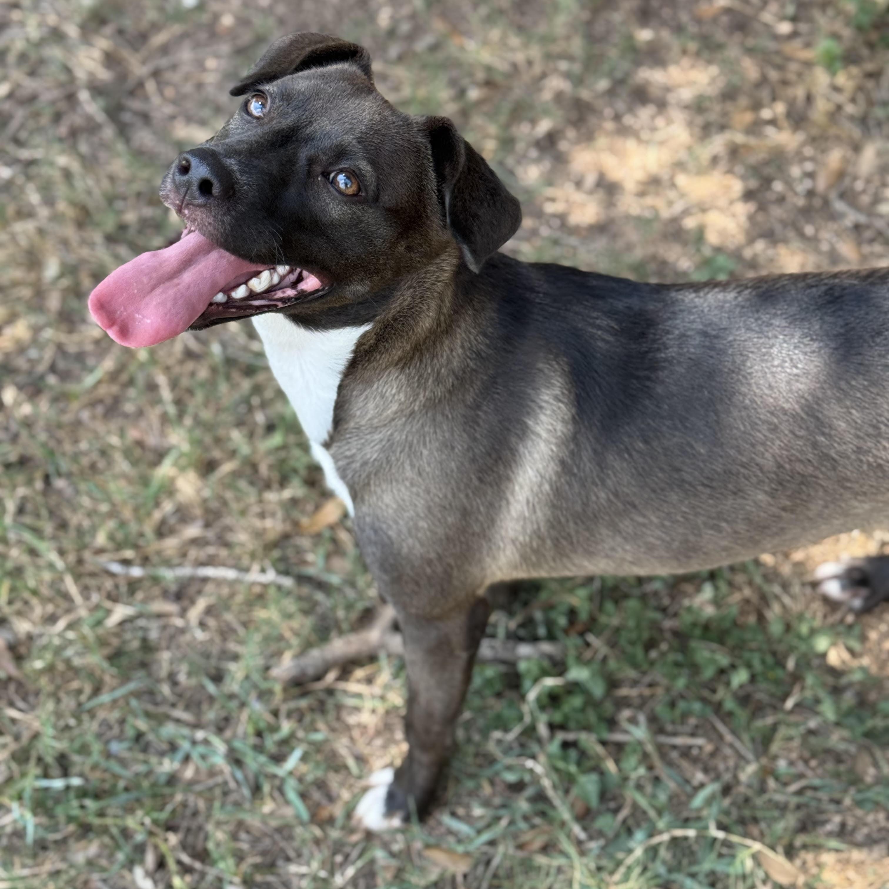 Mia, an adoptable Labrador Retriever in Calumet, MI, 49913 | Photo Image 1