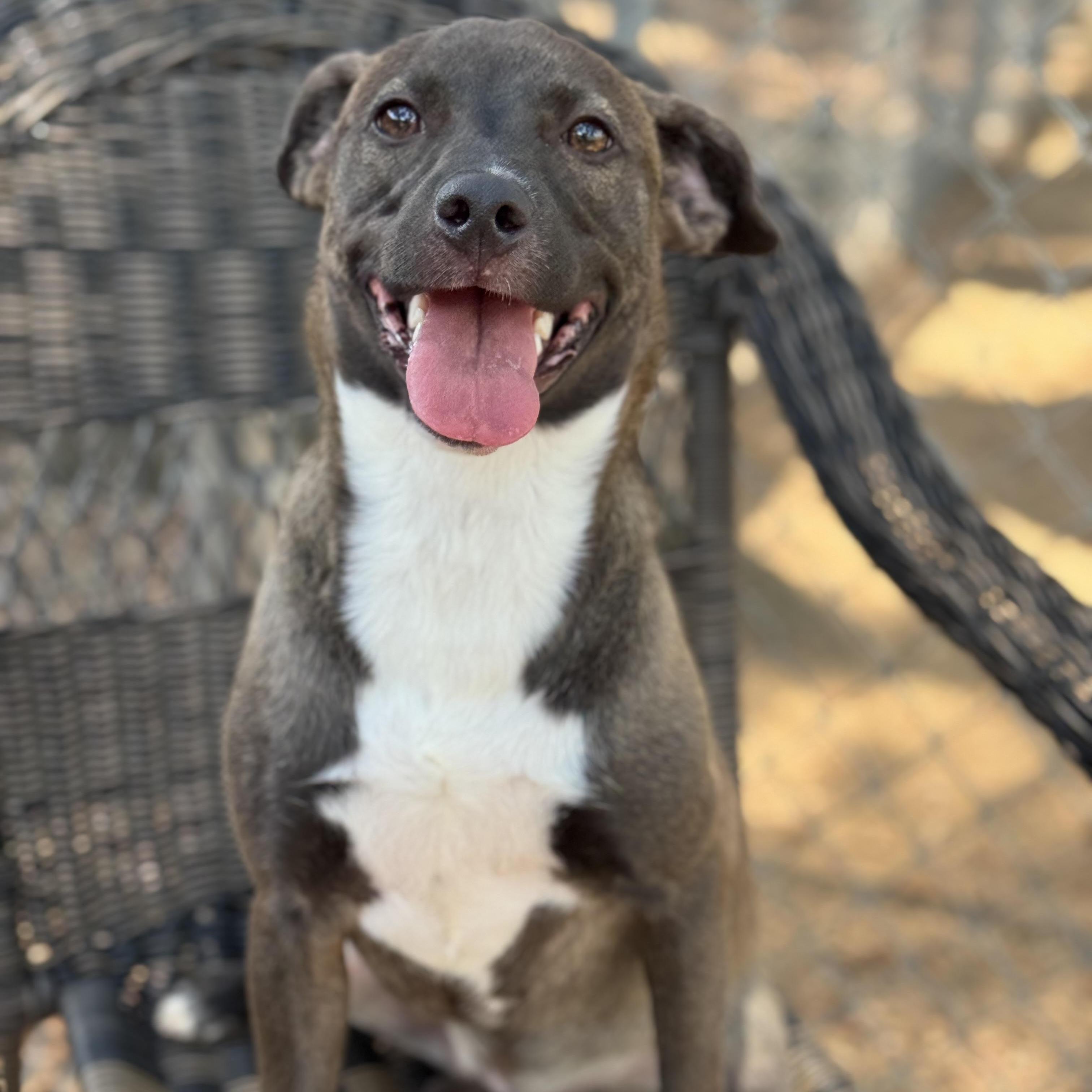 Mia, an adoptable Labrador Retriever in Calumet, MI, 49913 | Photo Image 2