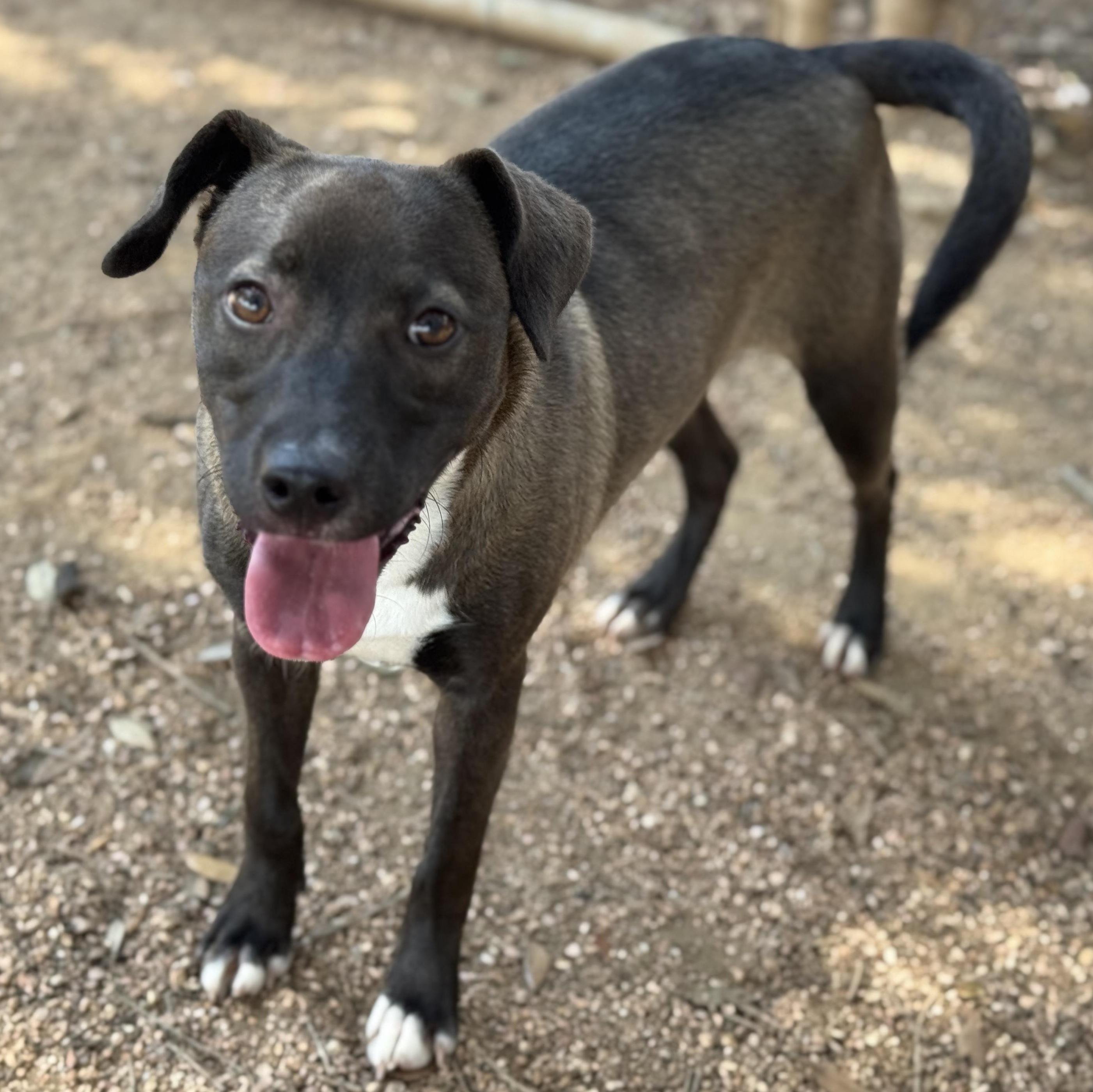 Mia, an adoptable Labrador Retriever in Calumet, MI, 49913 | Photo Image 5