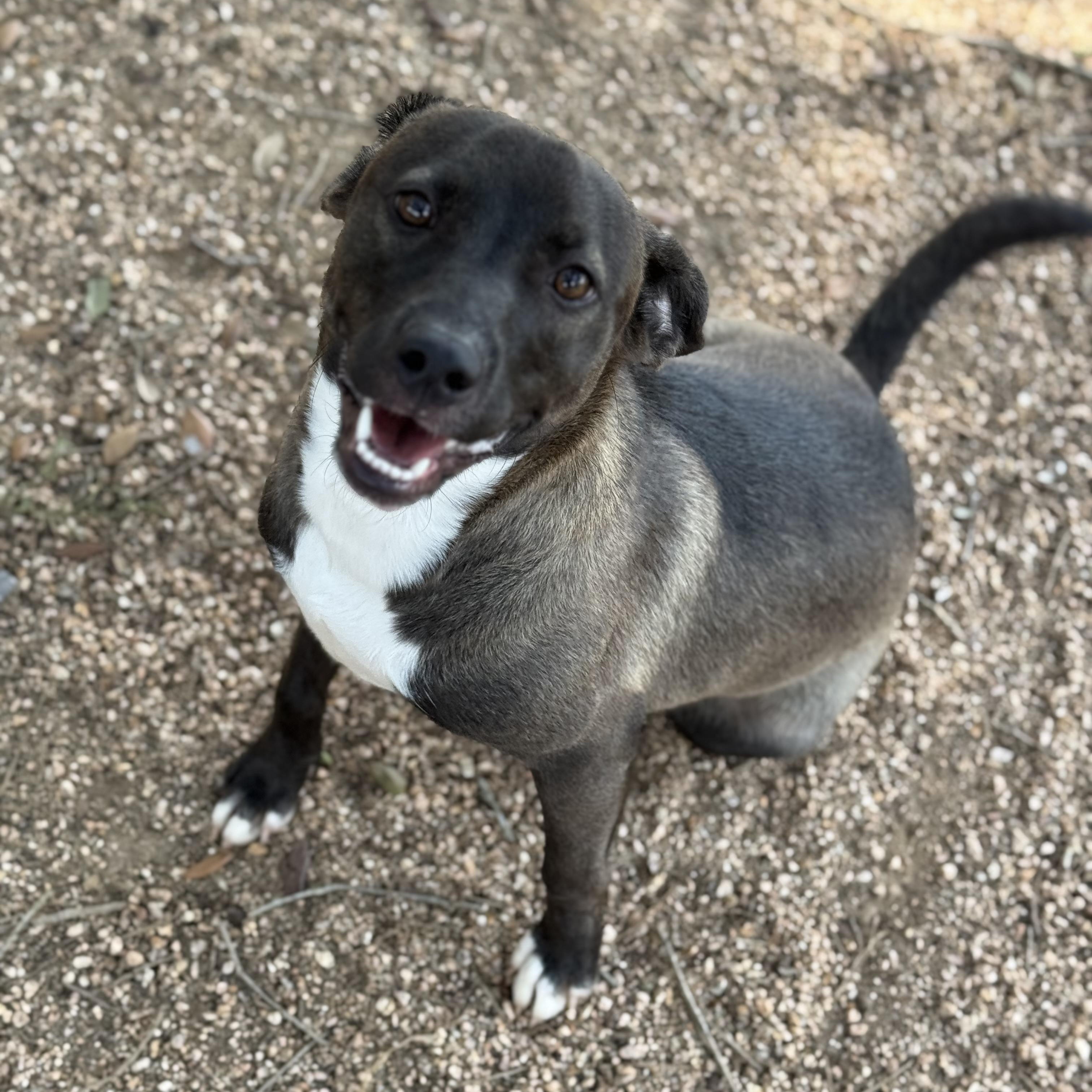 Mia, an adoptable Labrador Retriever in Calumet, MI, 49913 | Photo Image 3